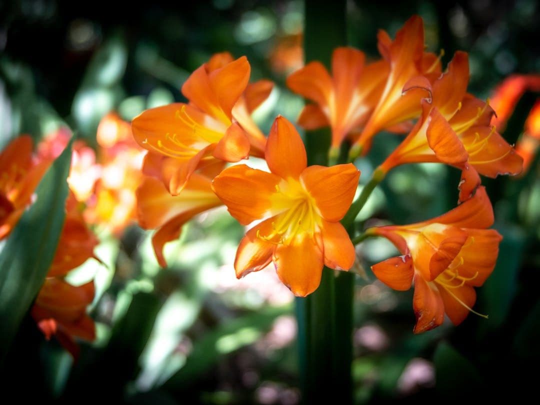 Clivia miniata