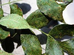 Leaf Spot Disease