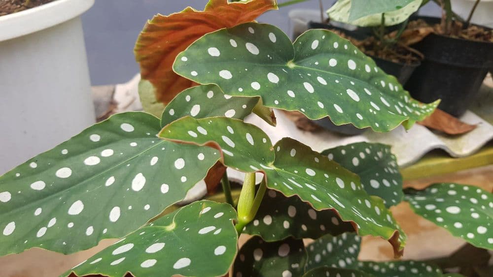 Polka Dot Begonia