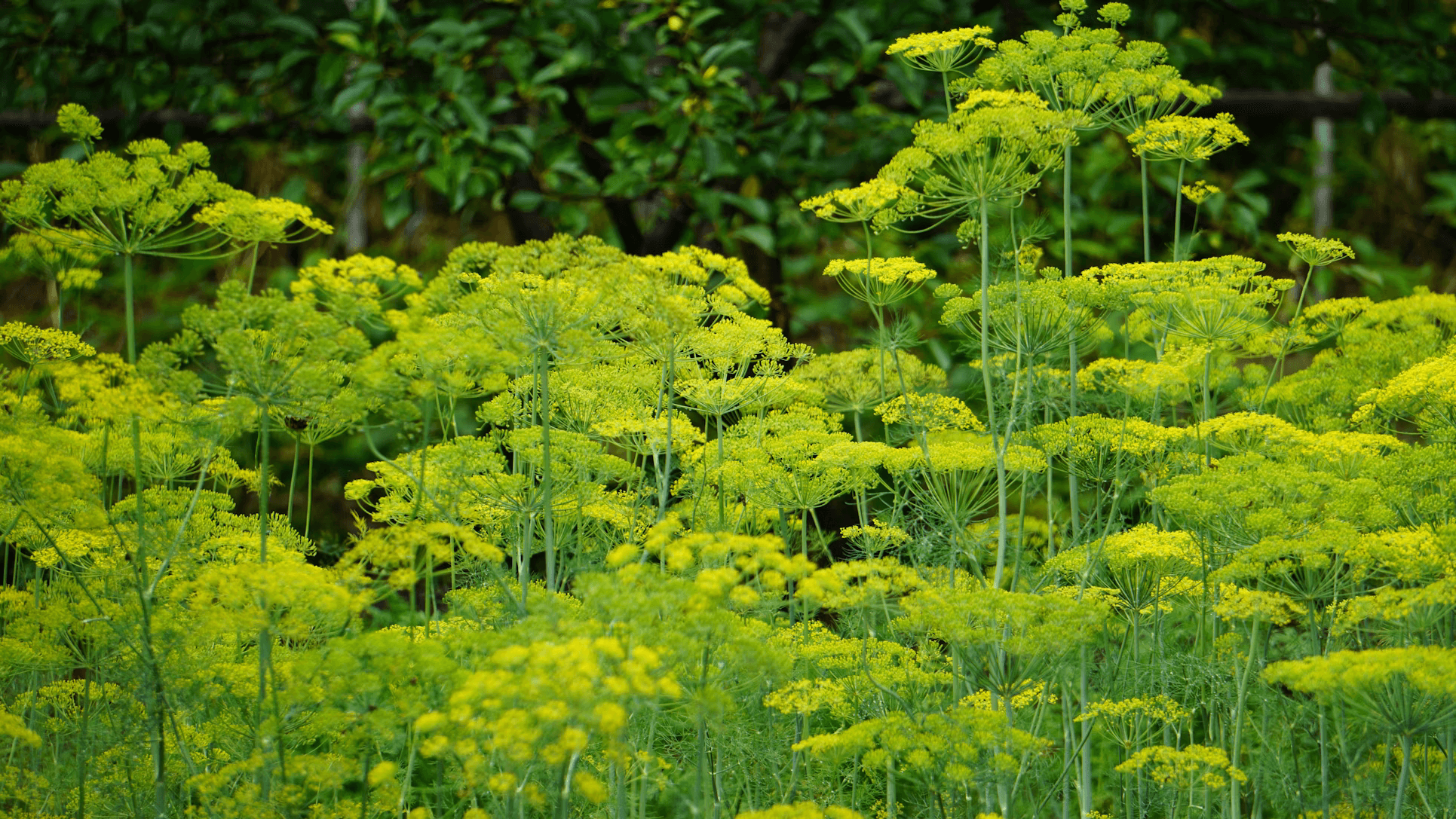 Dill Companion Plants – What to Grow Next to Dill