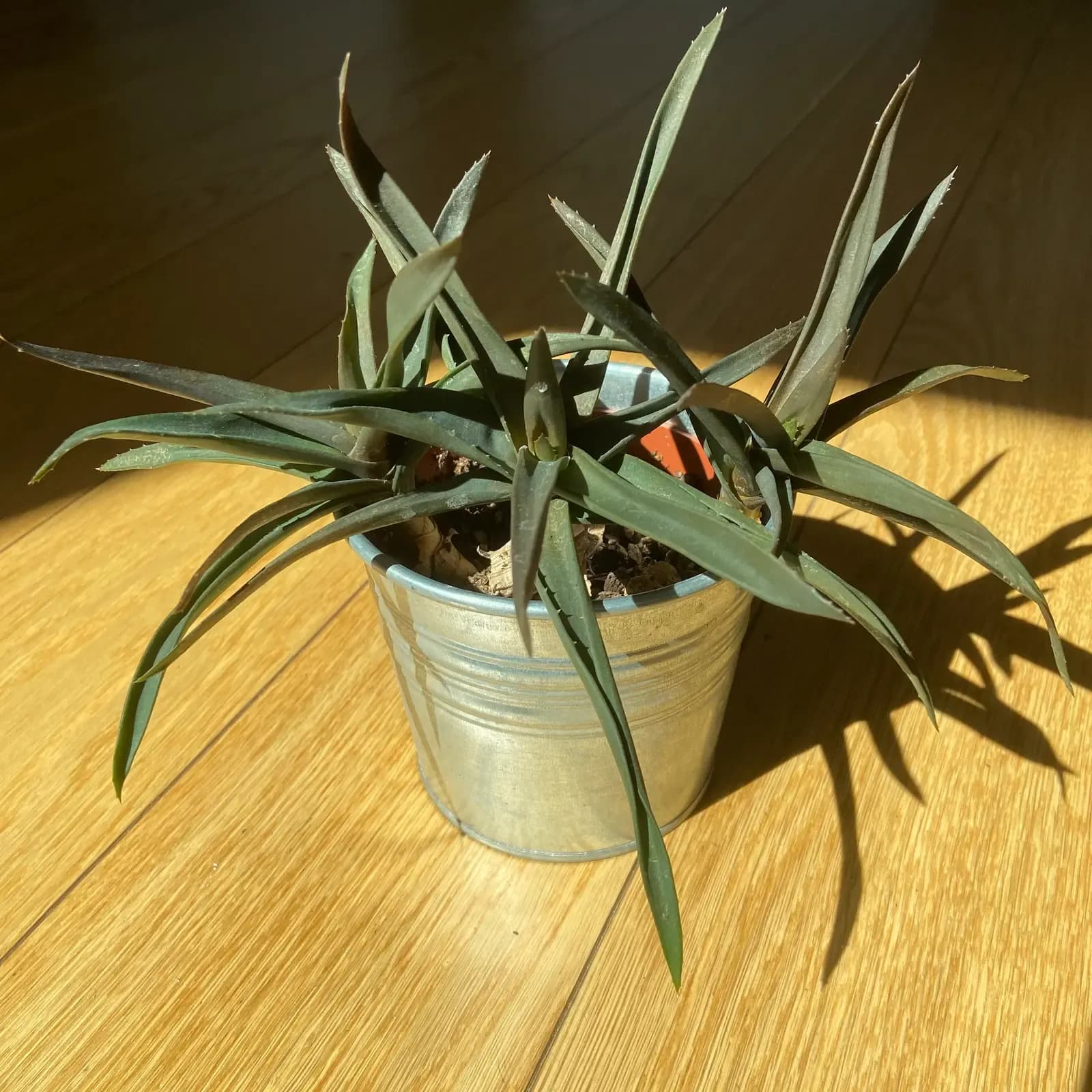 Aloe Flop