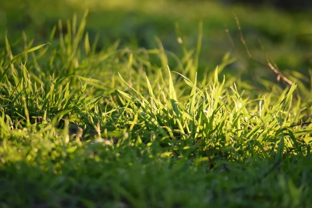 Grasses Identifier