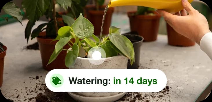 Plant health check preview