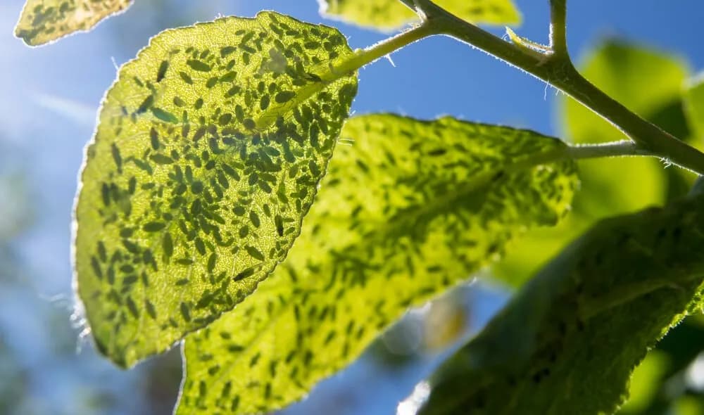 How to Get Rid of Aphids on Plants