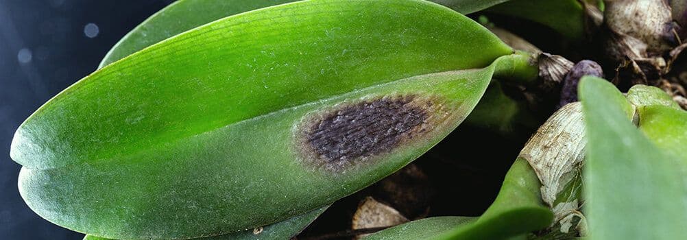 How to Identify and Treat Black Spots on Orchid Leaves