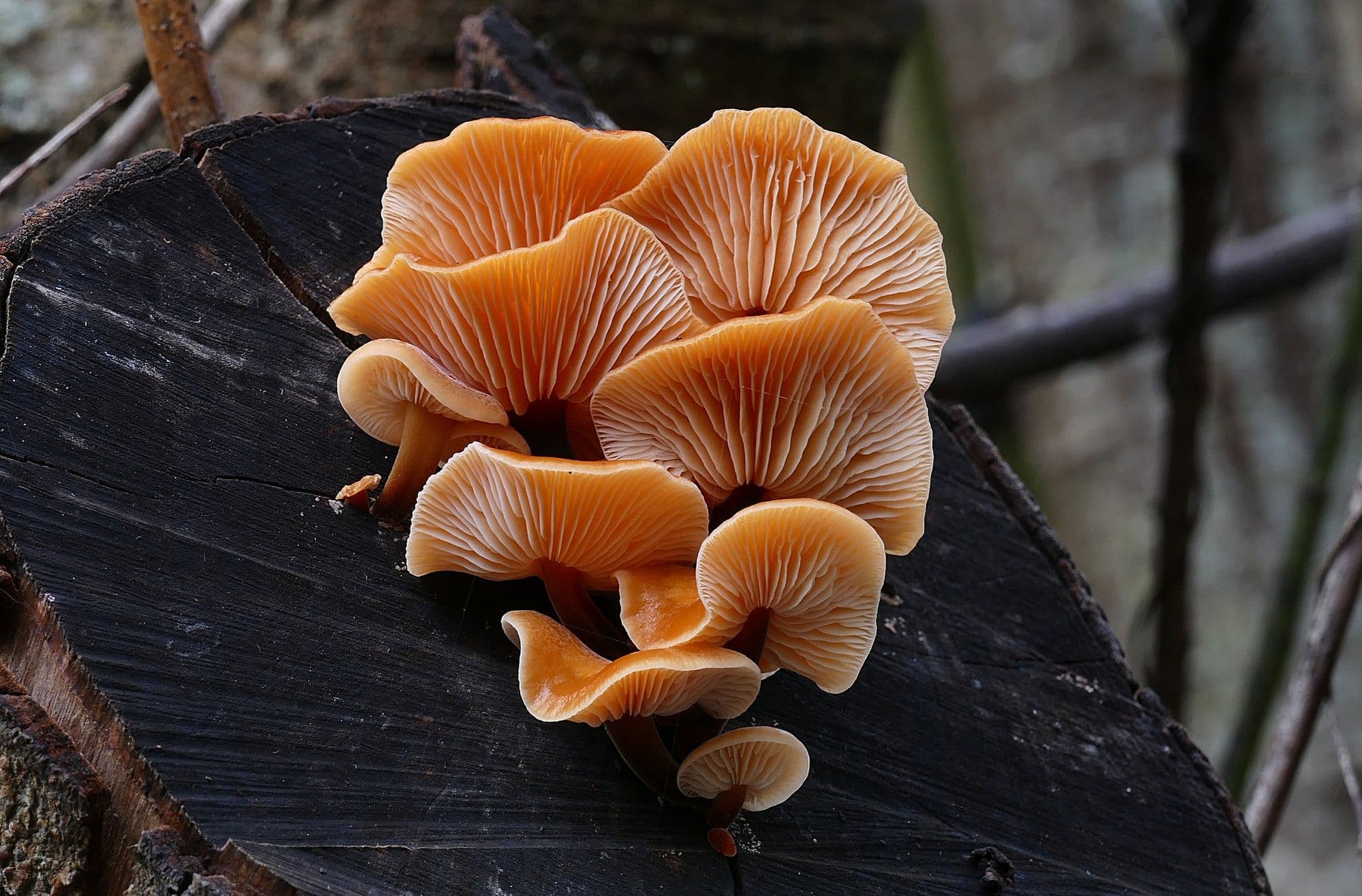 Scientists Raise Concerns Over Golden Oyster Mushrooms Being Sold in Florida Markets