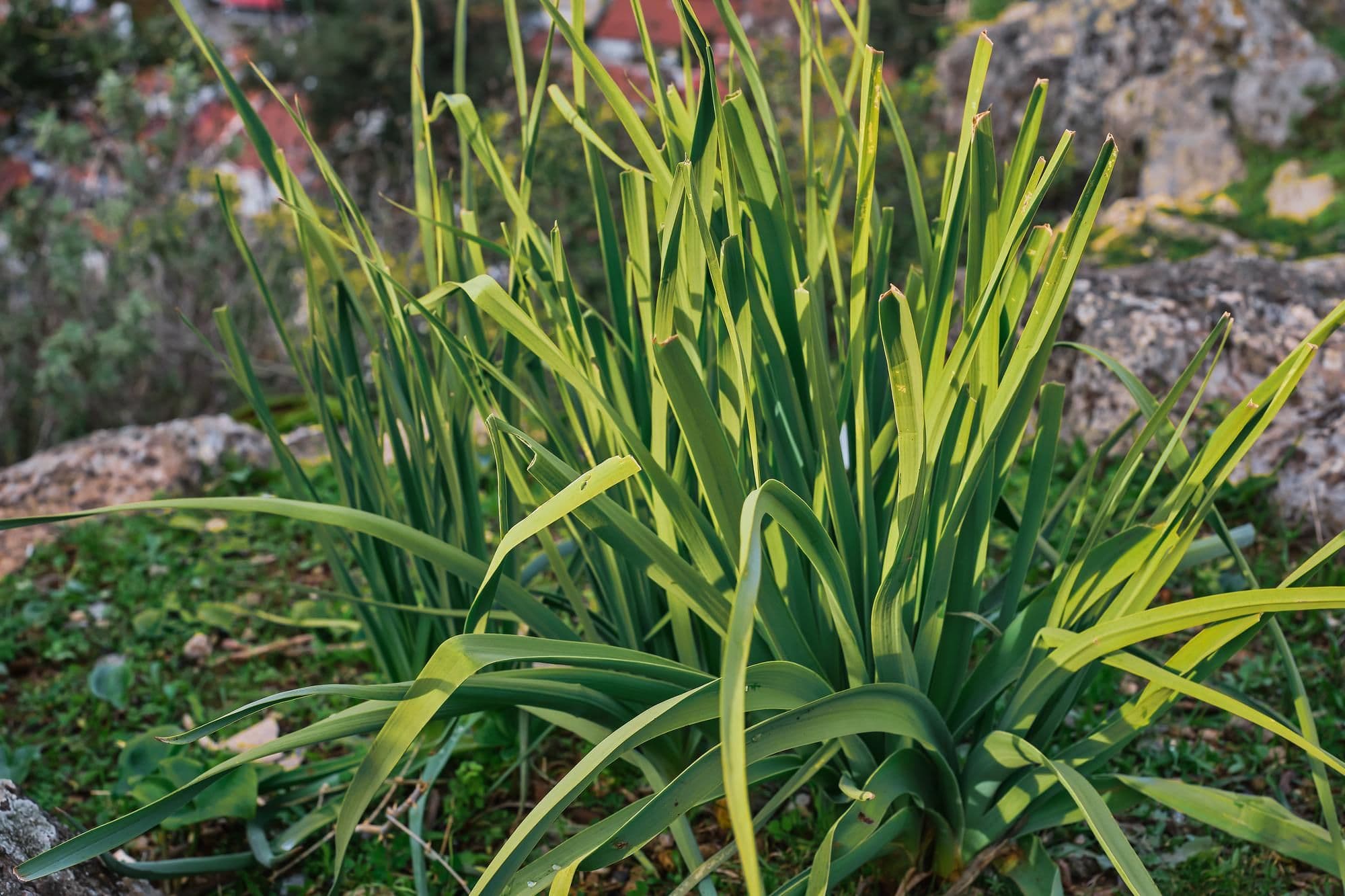 How to Get Rid of Crabgrass – 6 Effective Methods