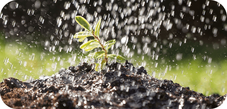 Plant health check preview