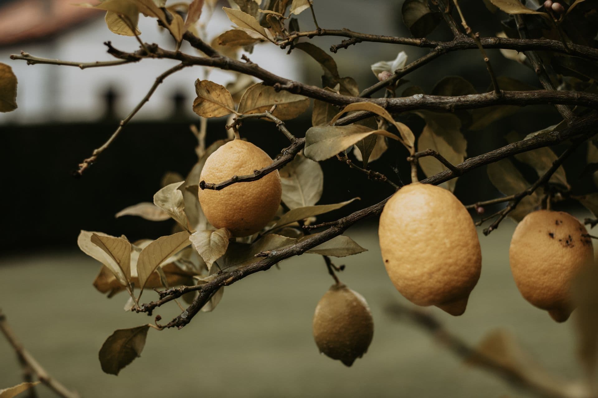 Lemon Tree Leaves Turning Yellow: Causes and How to Fix It