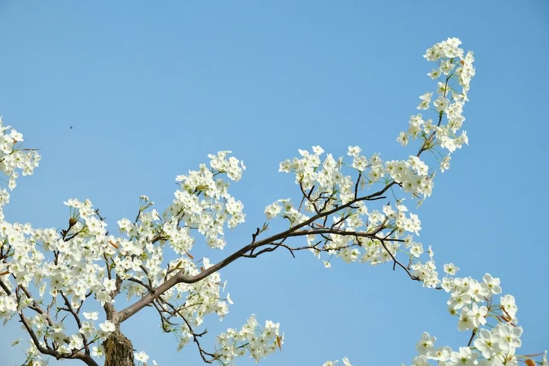 Trees Identifier