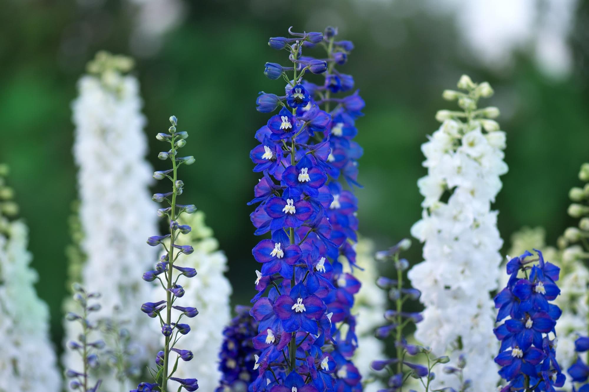 Two Toxic Flowers May Hold the Key to Potent New Medicines