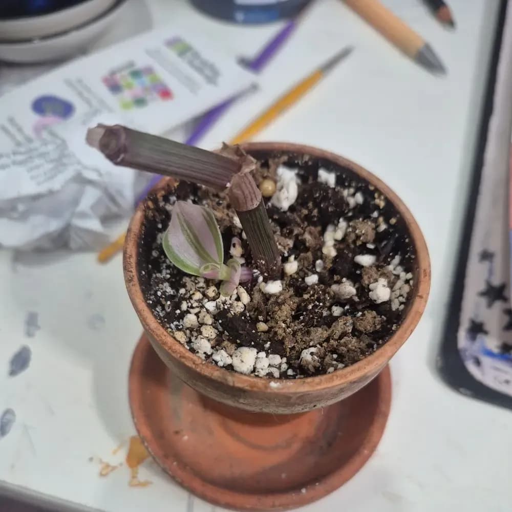 Root Rot