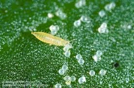 Thrips