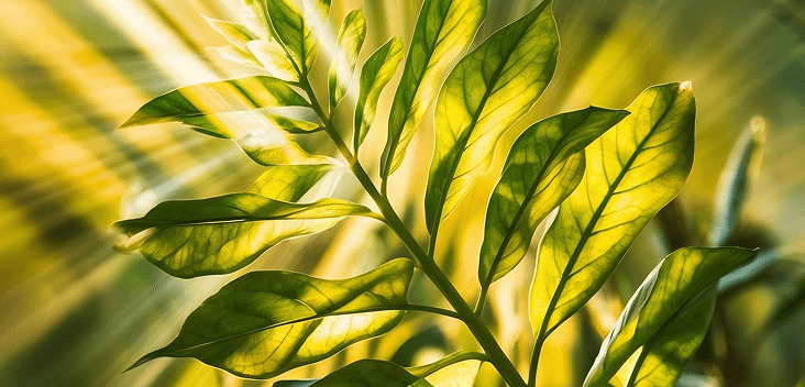 Plant health check preview