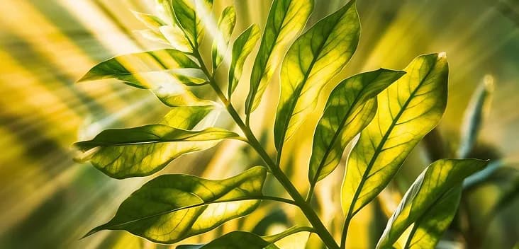 Plant health check preview