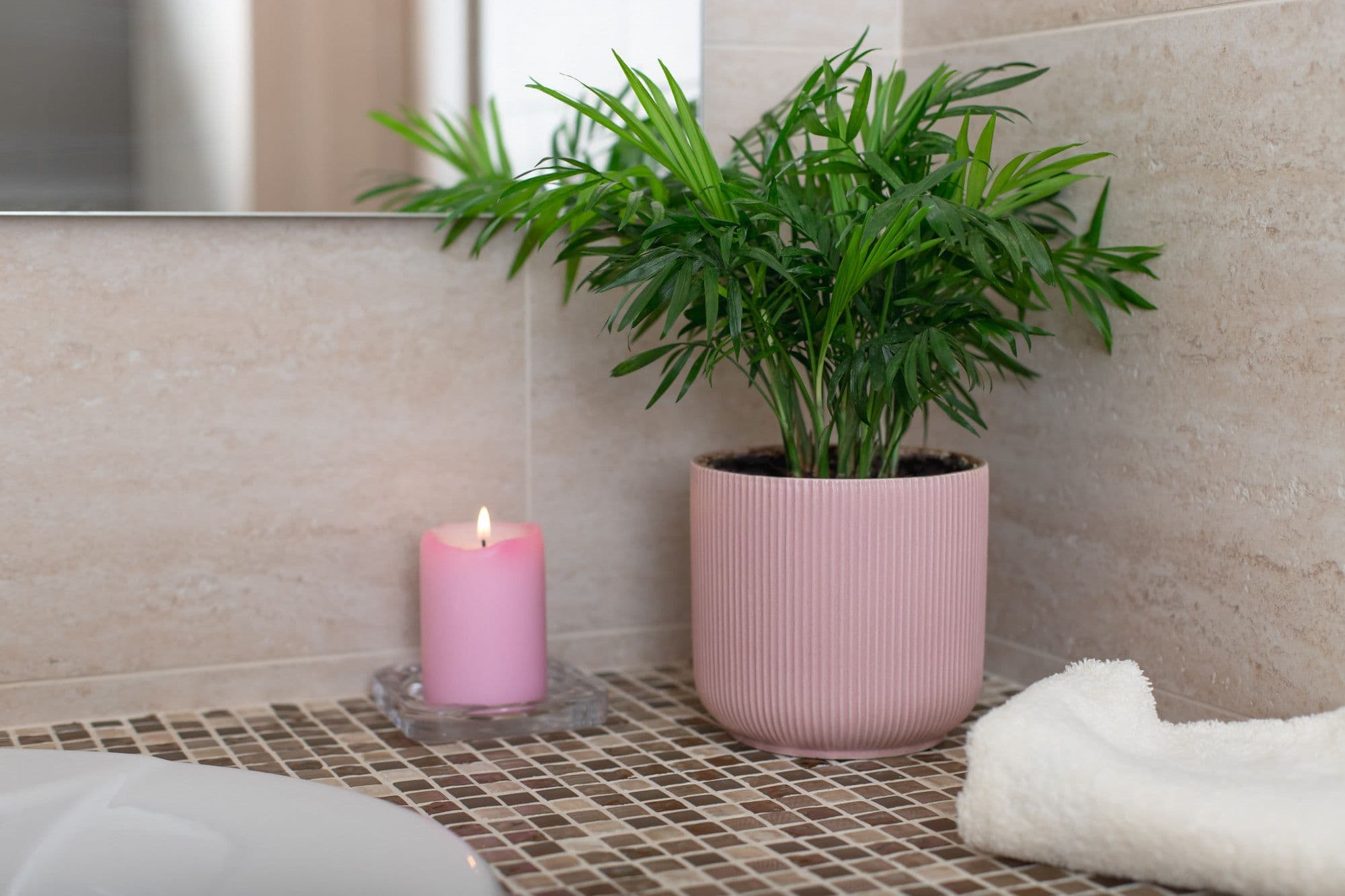 12 Best Plants for Bathroom That Thrive in Humid Conditions