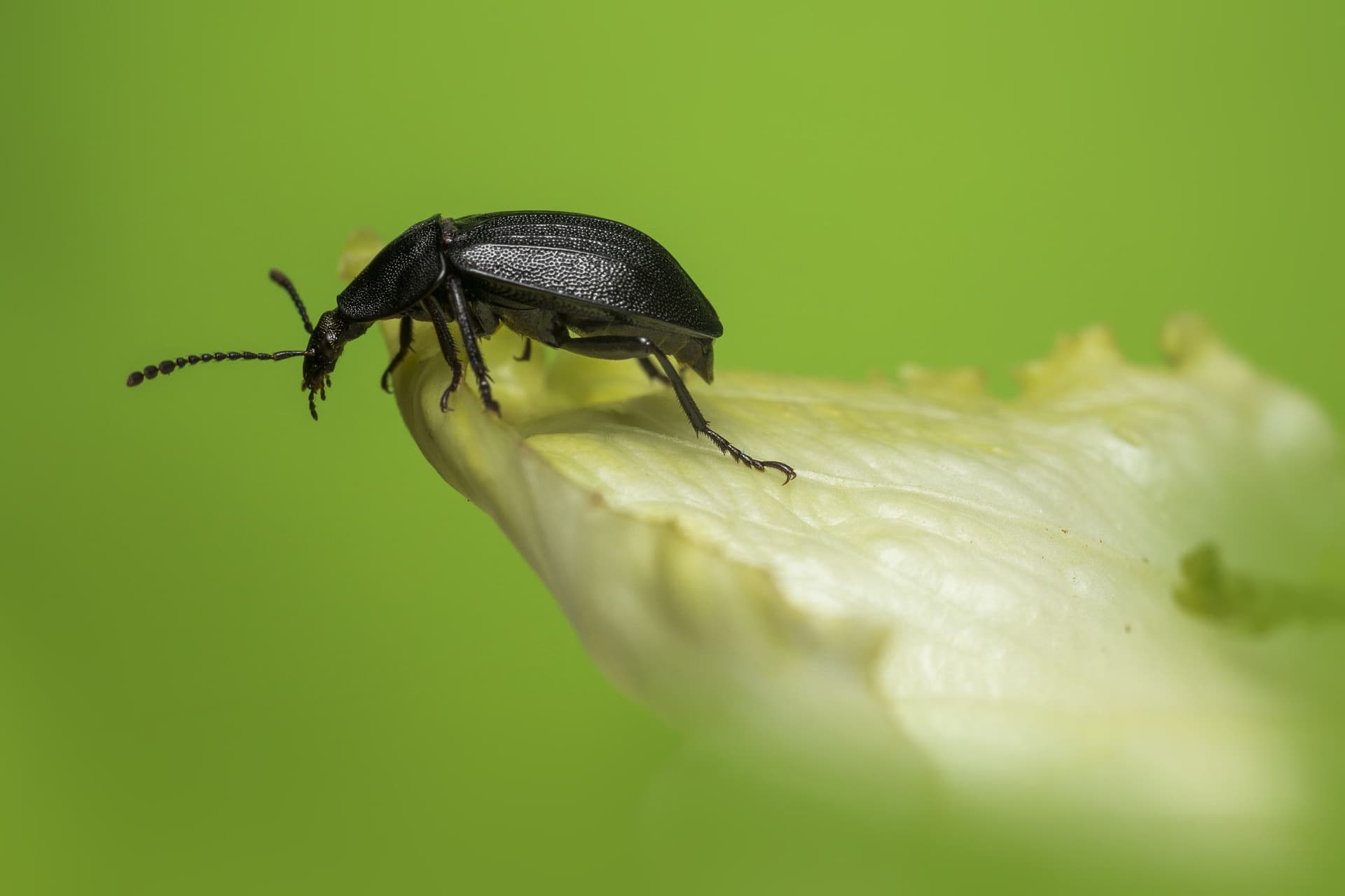 18 Tiny Black Bugs That Look Like Poppy Seeds