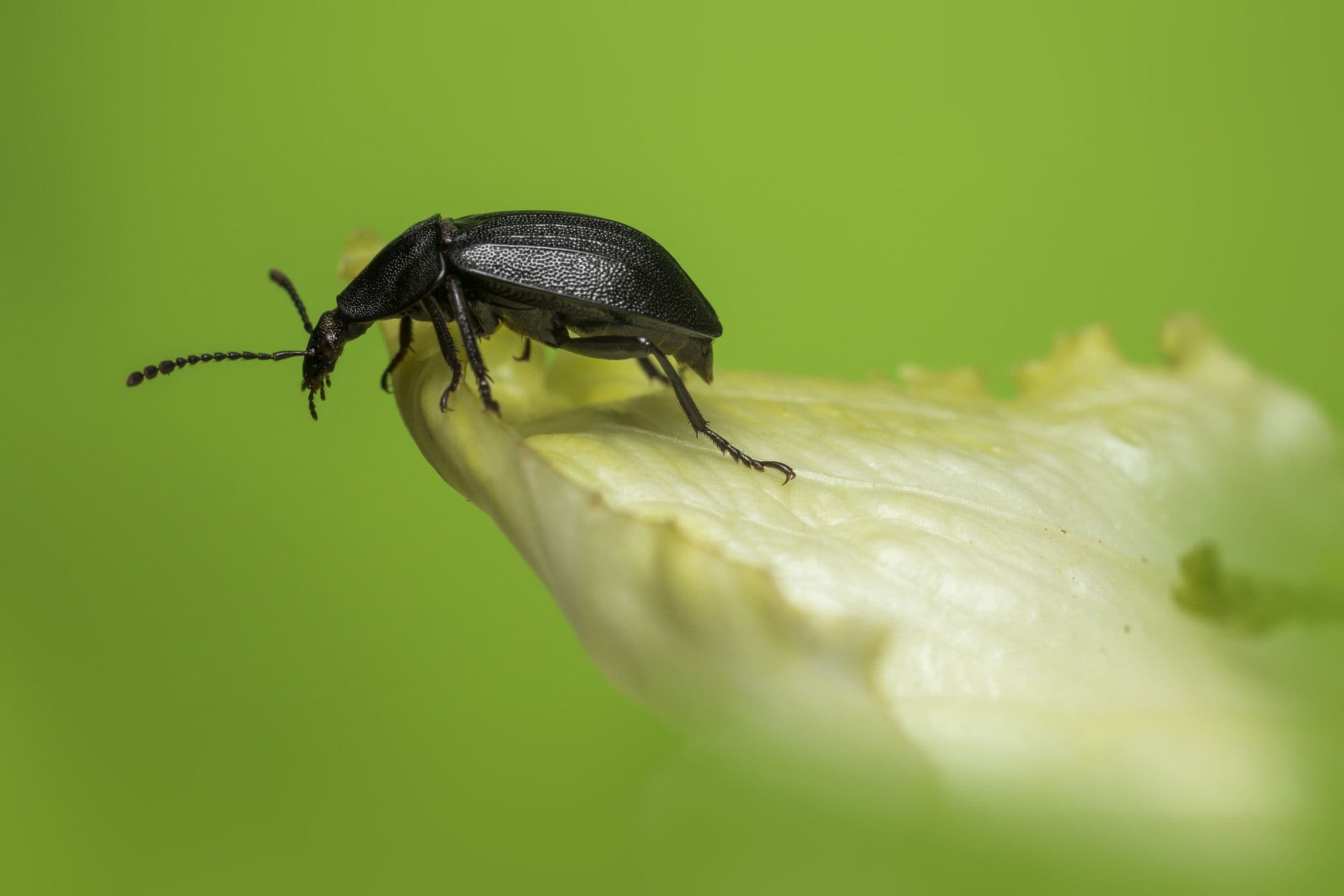 18 Tiny Black Bugs That Look Like Poppy Seeds