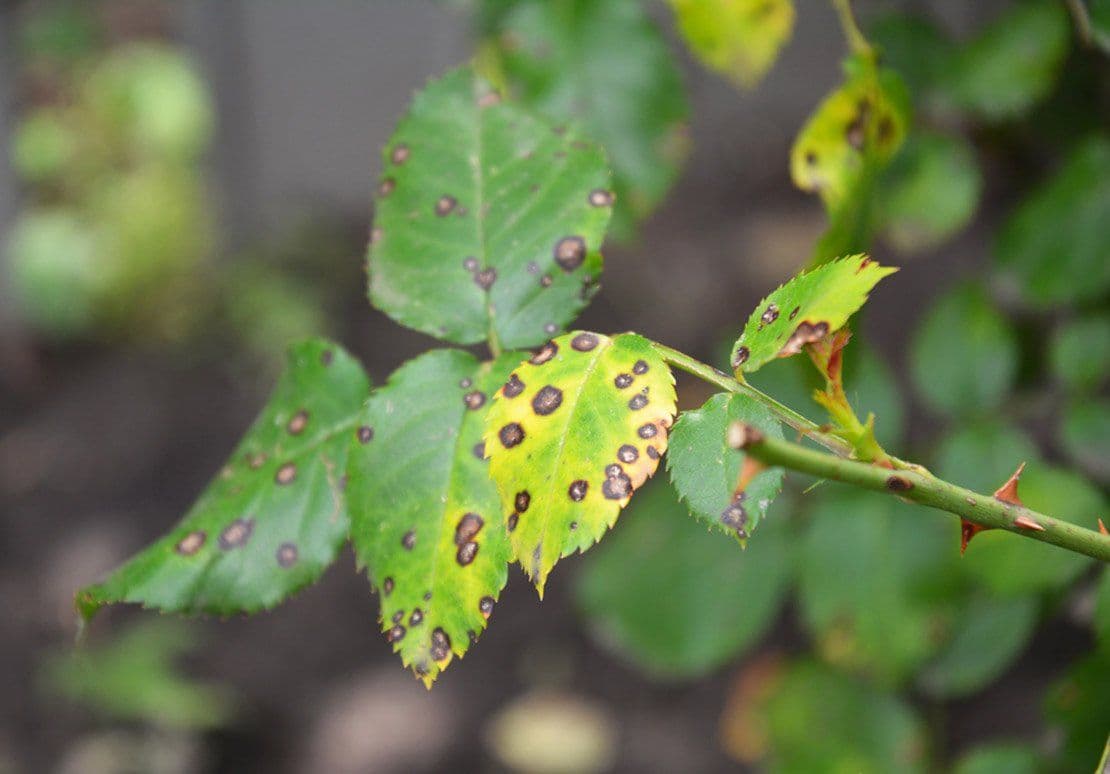 Why Roses Get Black Spots and How to Stop the Disease