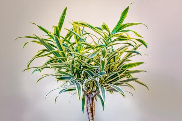 Corn Plant