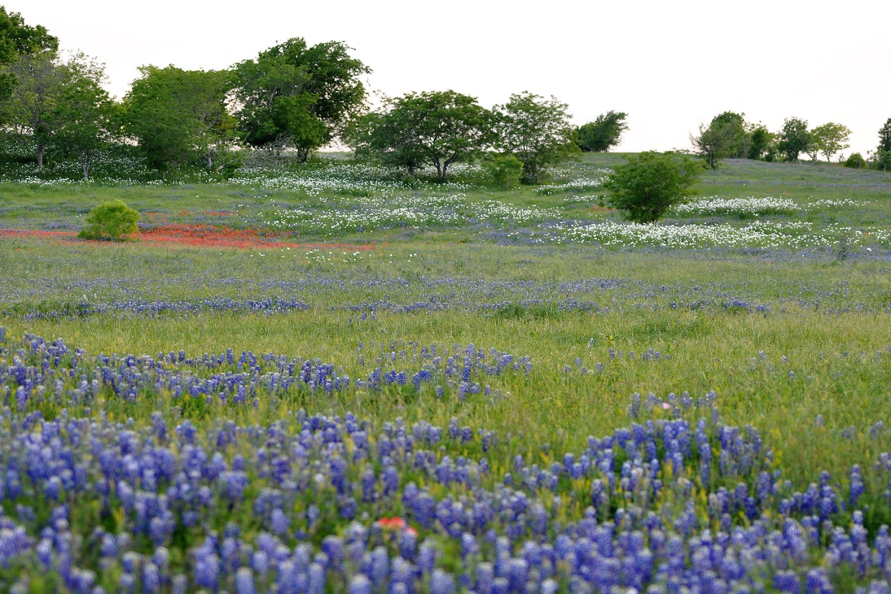 Texas Native Plant Week 2026 Highlights the Power of Local Plants
