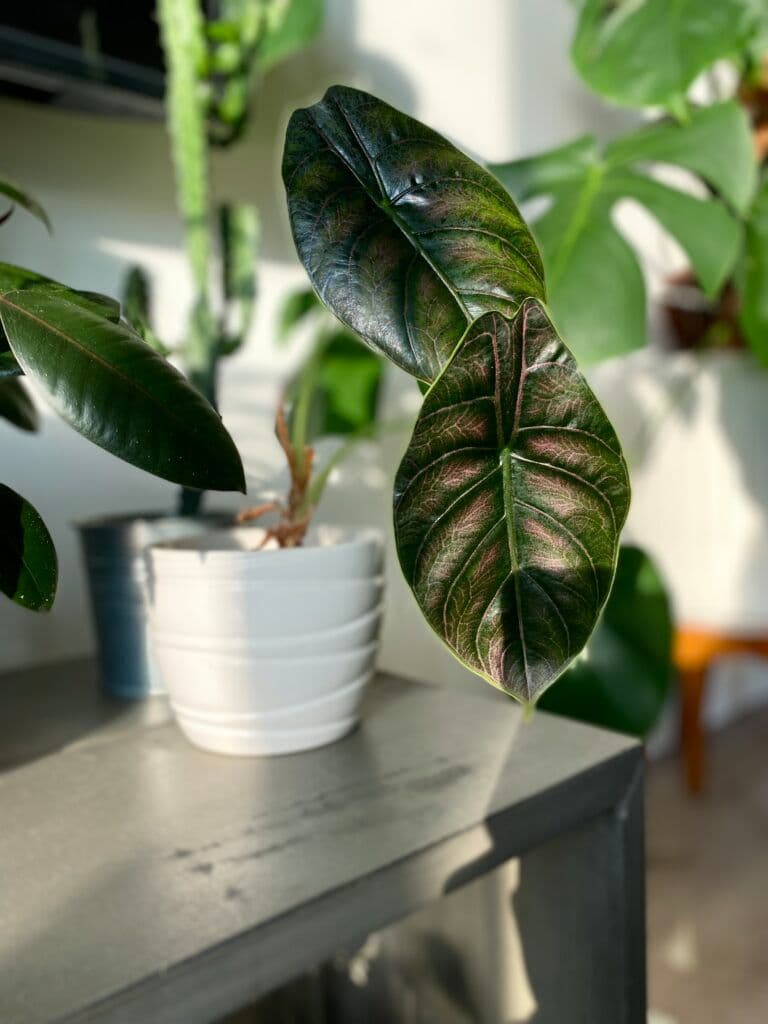 Alocasia azlanii