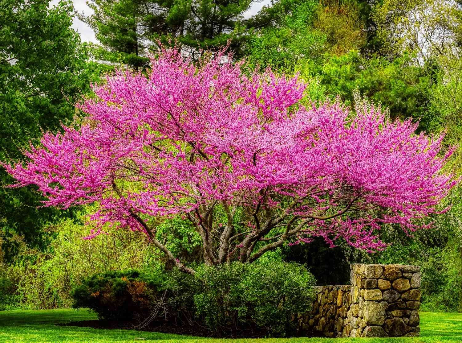 Top 15 Fast-Growing Trees For Your Garden