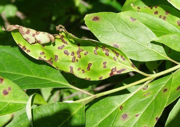 Brown Spots on Plant Leaves: When to Worry and What to Do Next