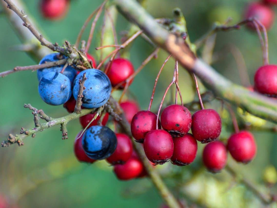 Berries Identifier