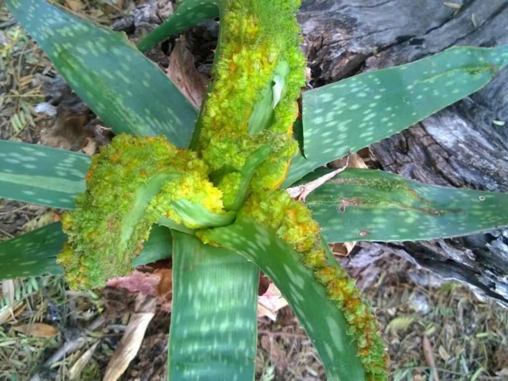 Aloe Mites