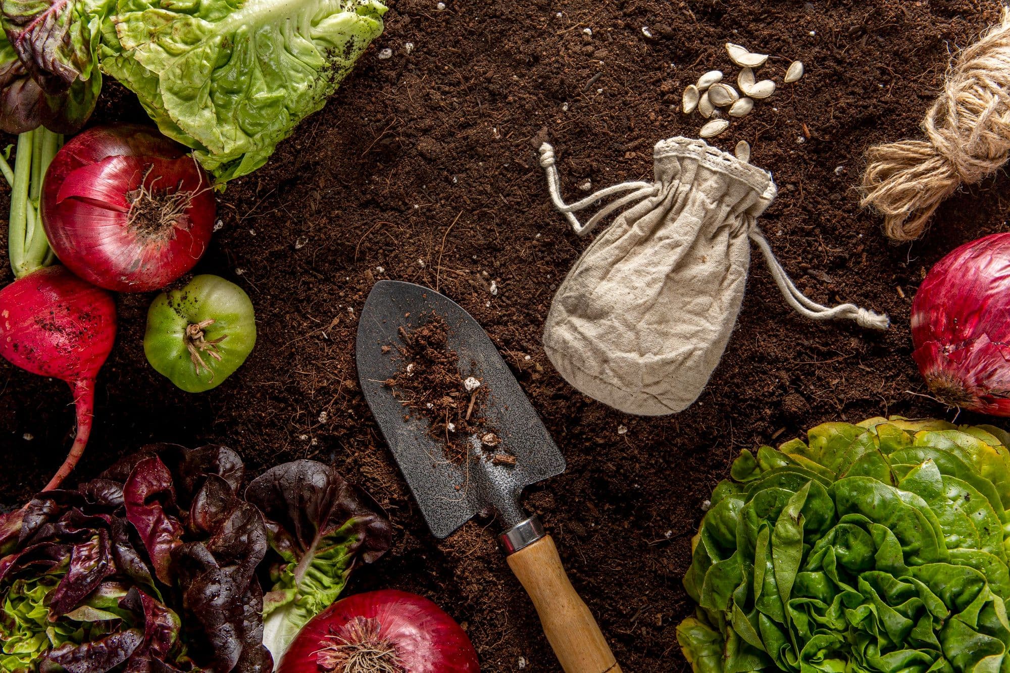 Best Fertilizer for Vegetable Gardens – What to Use for Each Plant
