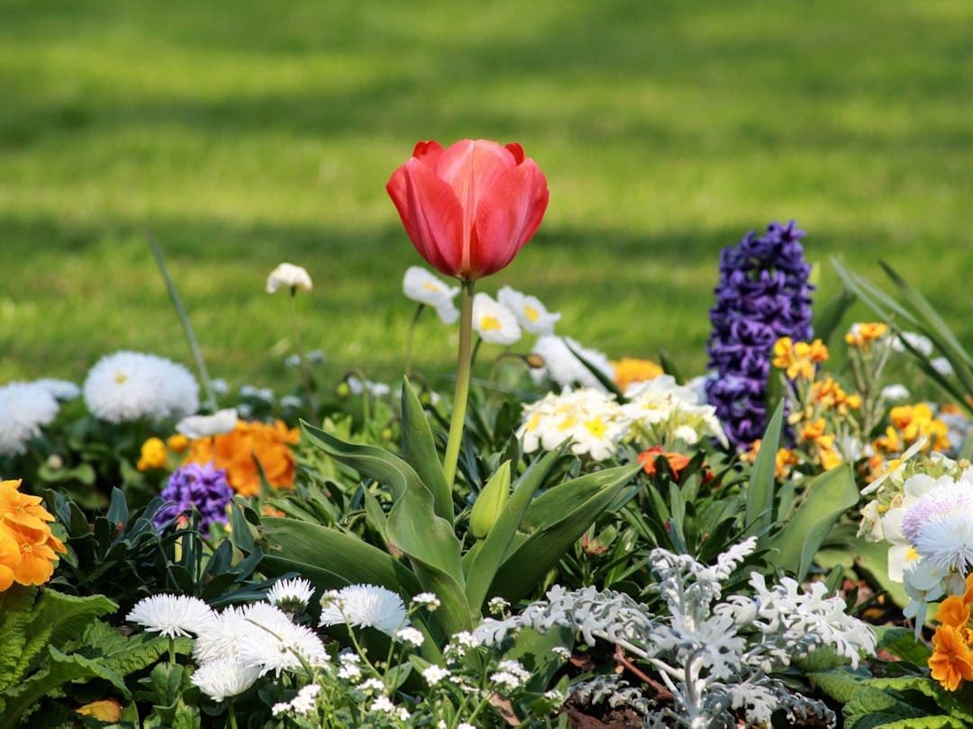 Flowers Identifier