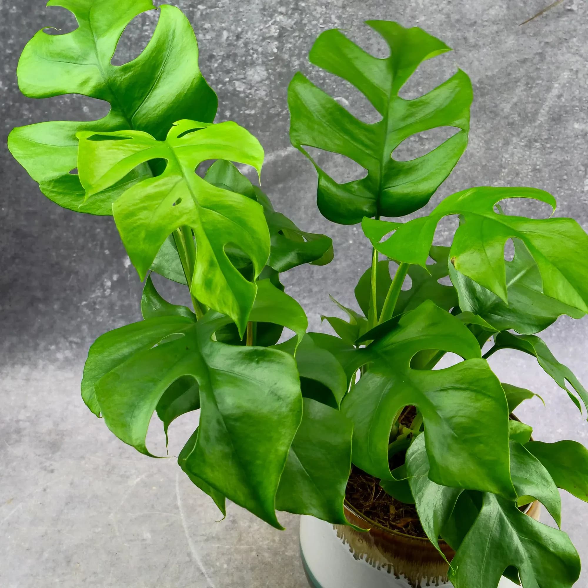 Monstera minima