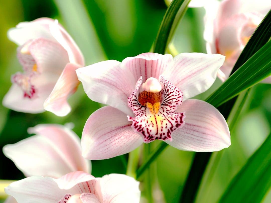 Cymbidium ensifolium