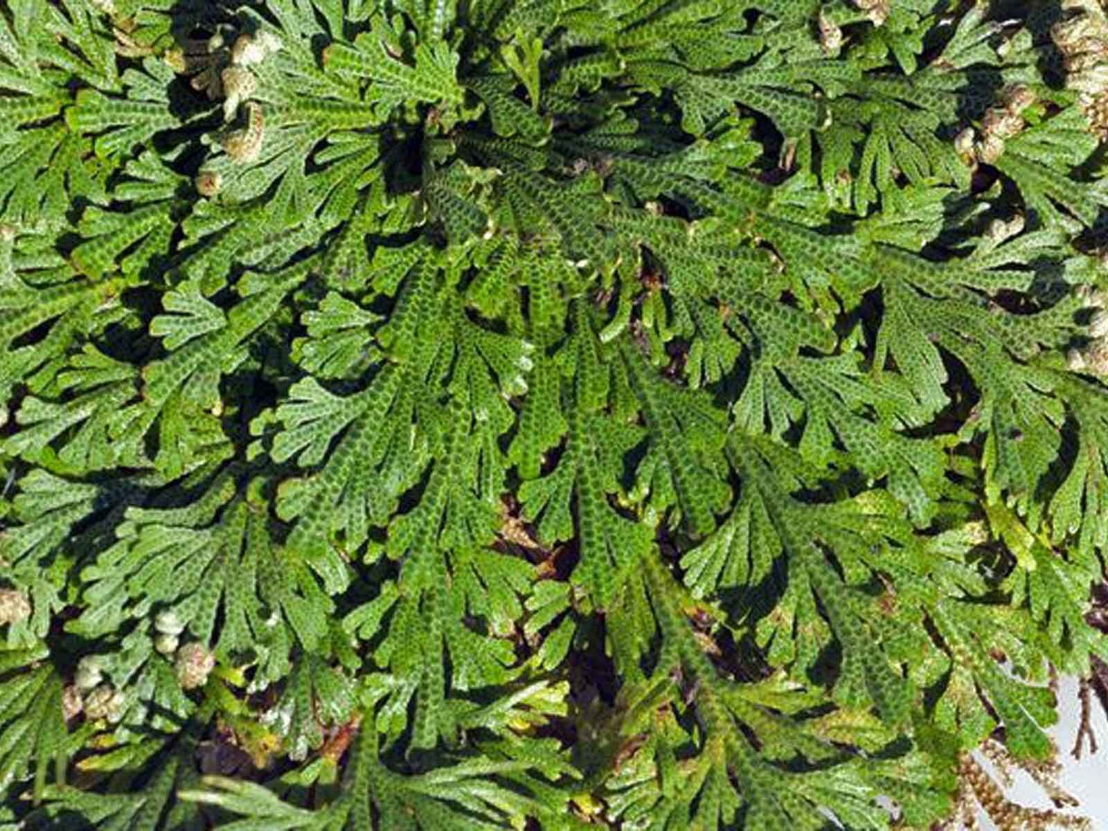 Selaginella lepidophylla
