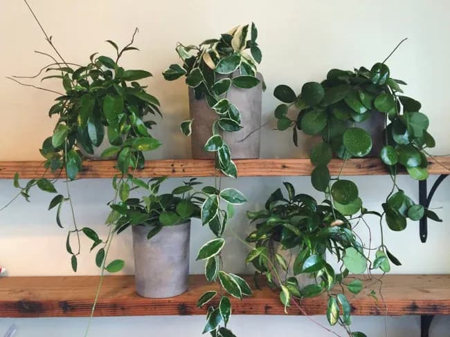hoyas in pots