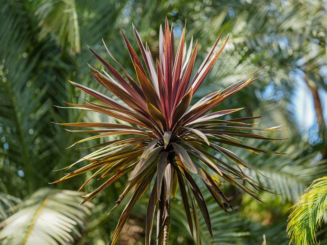 Tropical Identifier
