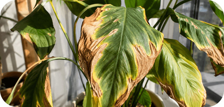 Plant health check preview