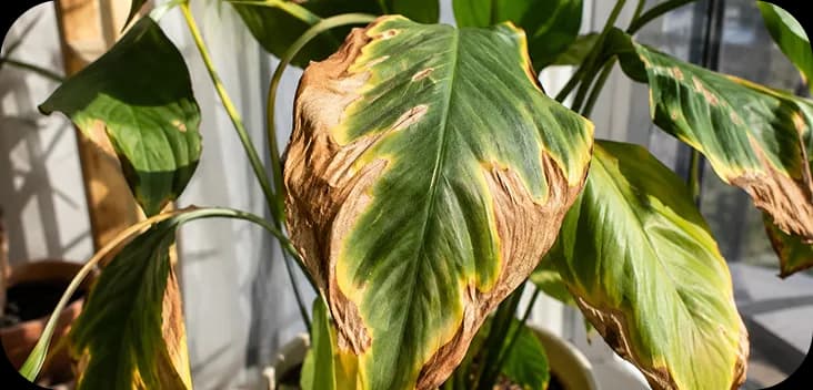Plant health check preview