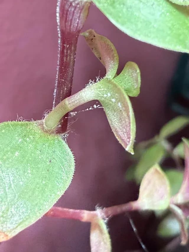 Spider Mites