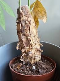 Soft Stem or Trunk