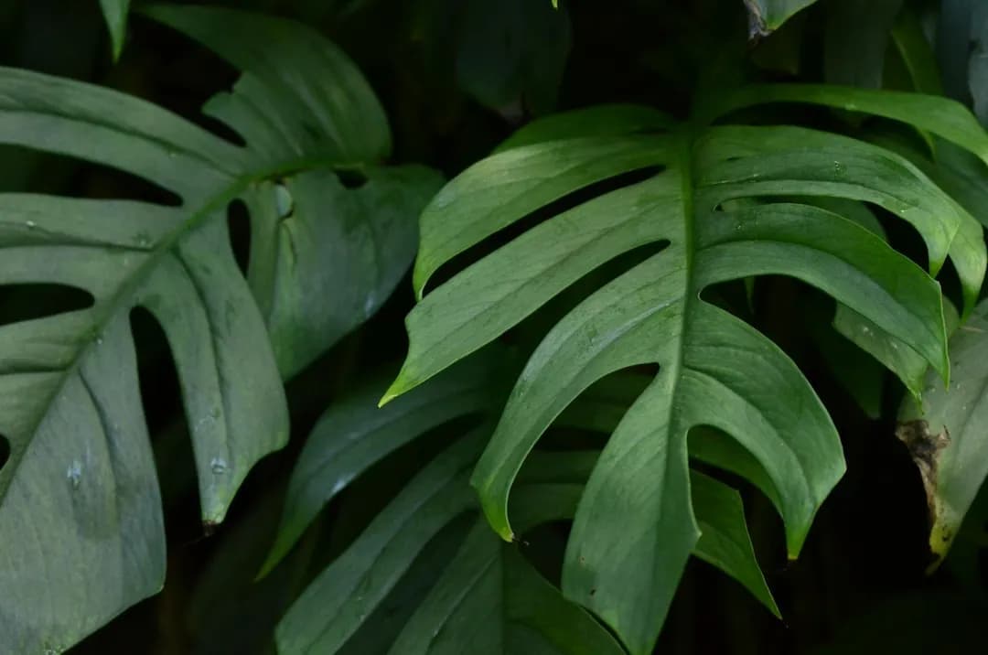 Monstera minima