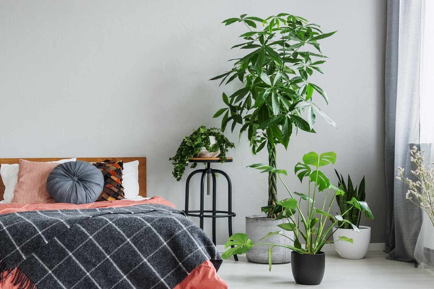 Best Bedroom Plants – Top 10 to Grow in Your Space