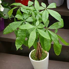 Pachira aquatica in the pot