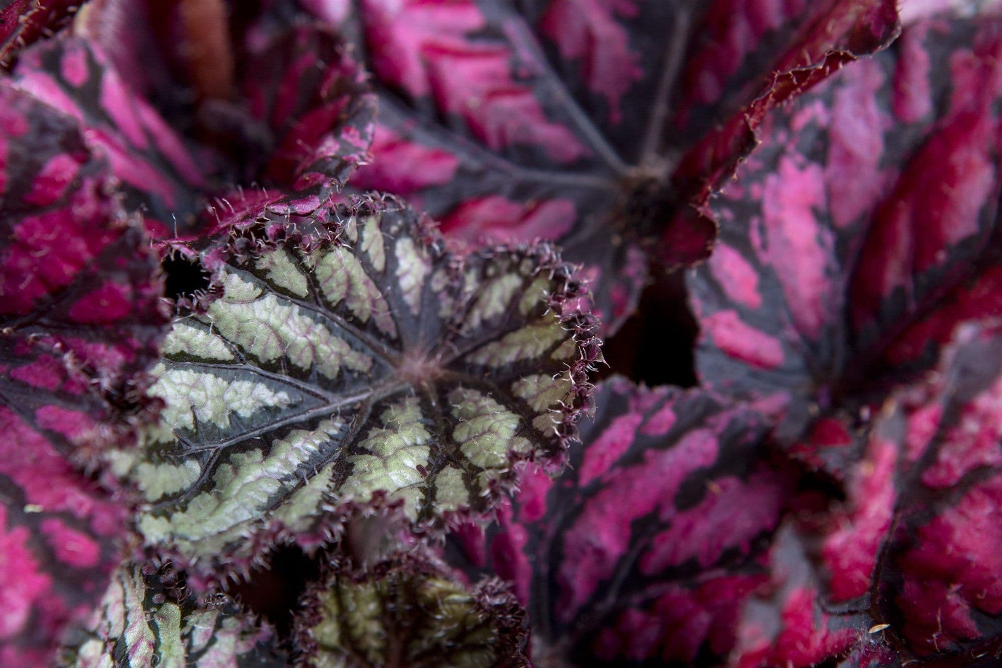 begonia leaves