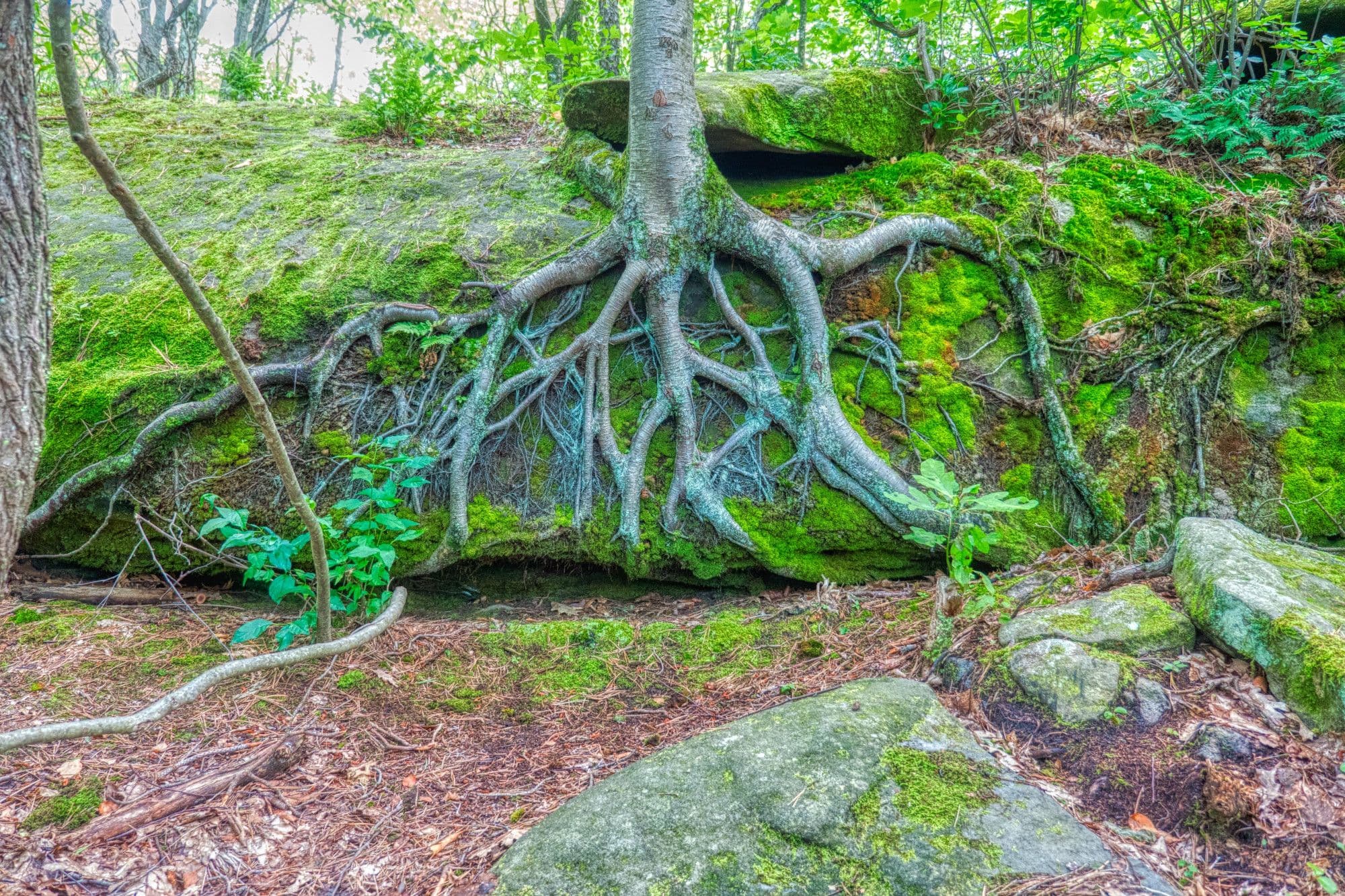 How Plant Roots Defend Against Salty Soil