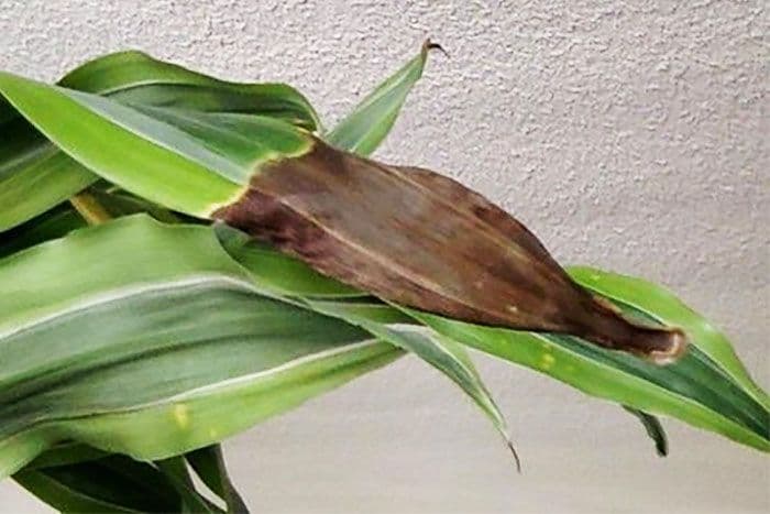 Leaf Tip Burn