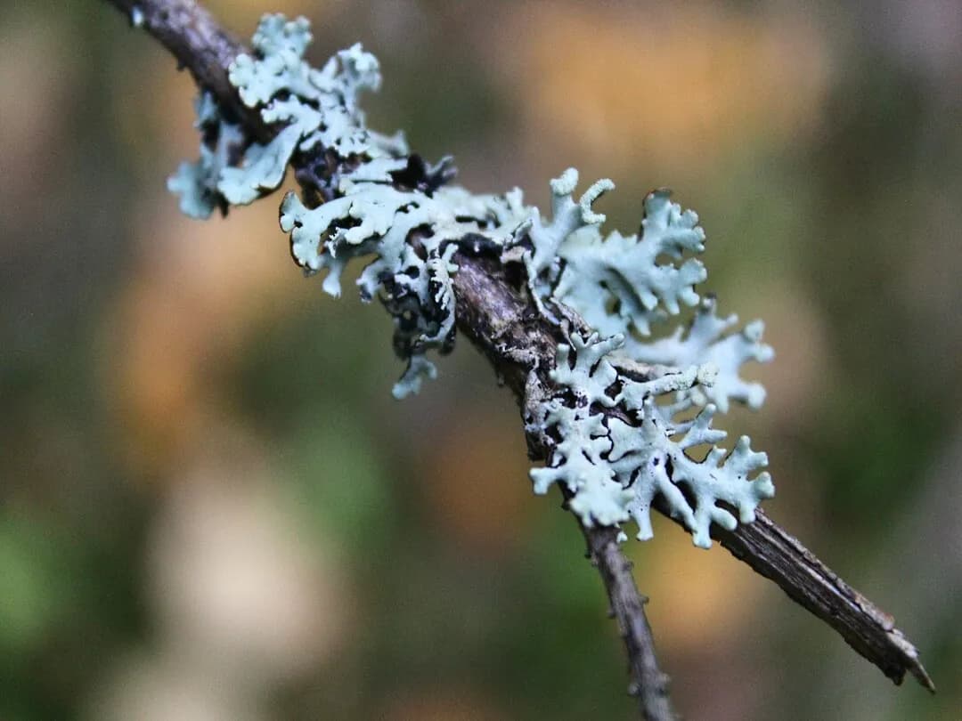 Lichens Identifier
