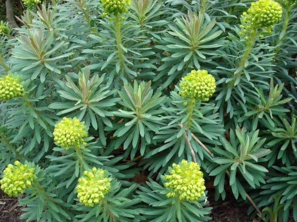 Mediterranean spurge