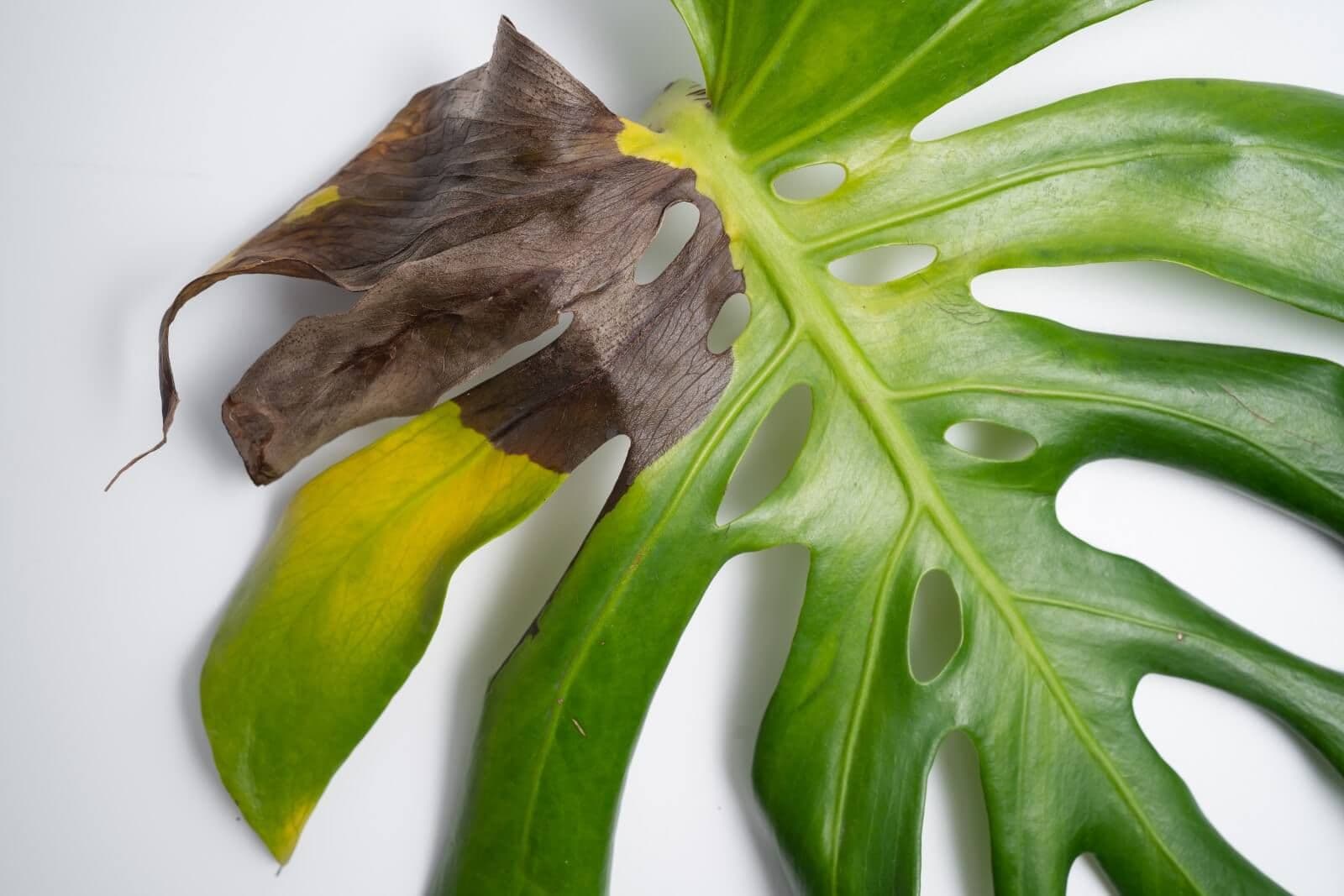 Brown Spots on Monstera: The Complete Guide to Saving Your Plant